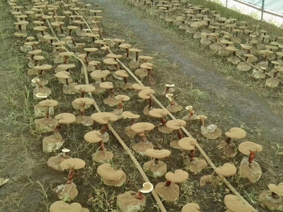 破壁靈芝孢子粉排名辨析 是消費參考，還是營銷游戲？